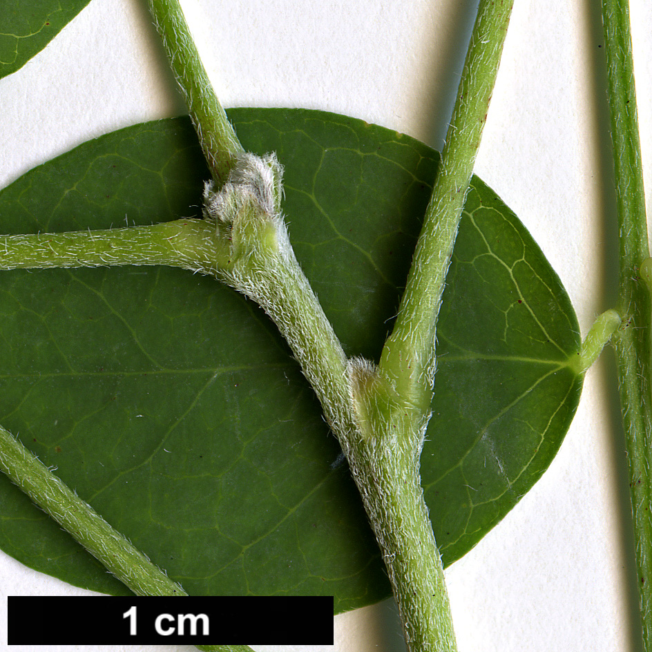 High resolution image: Family: Fabaceae - Genus: Colutea - Taxon: cilicica